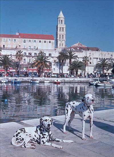 Zadar avec ses chiens